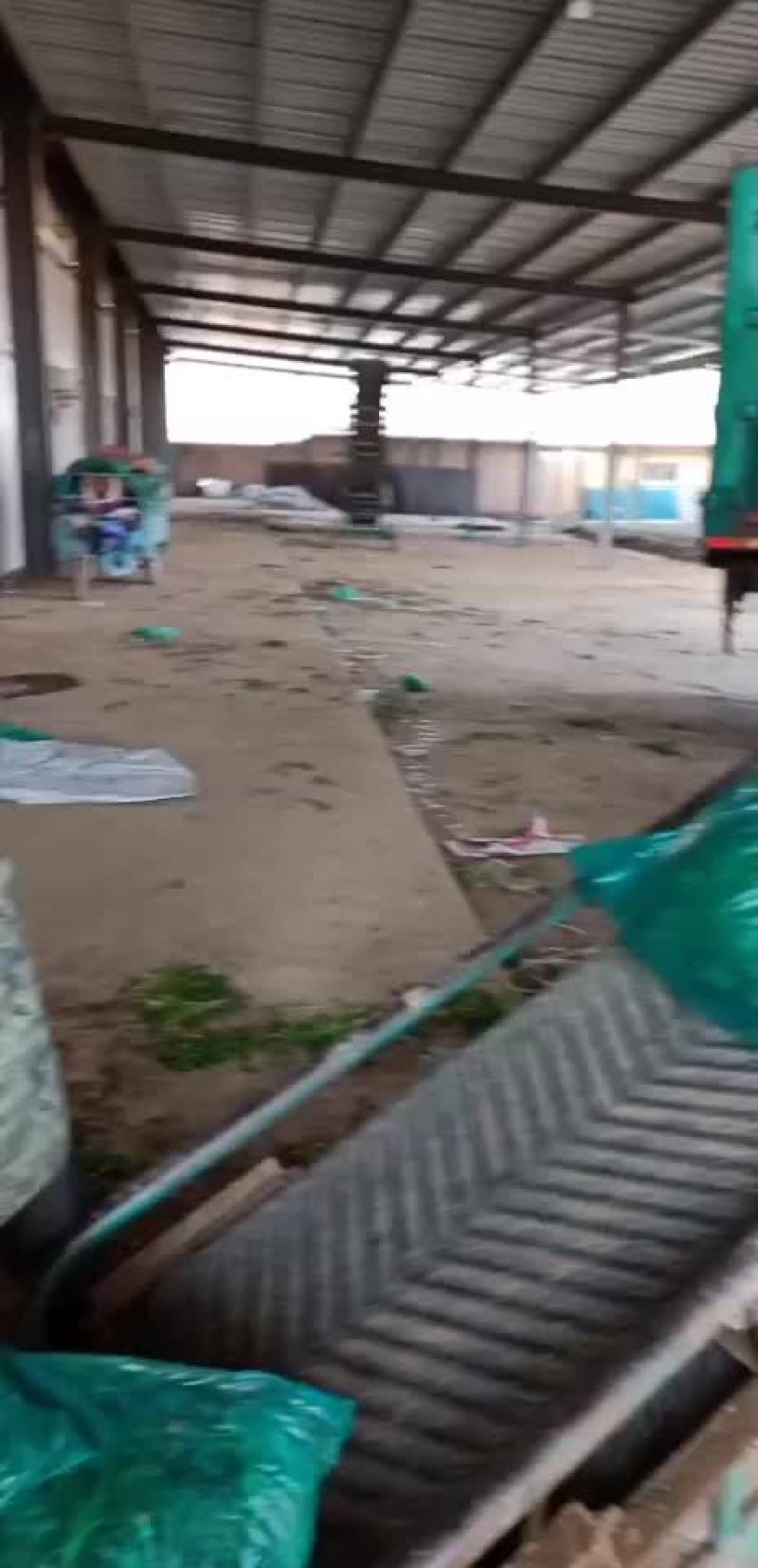 大量出售脱水香菜，