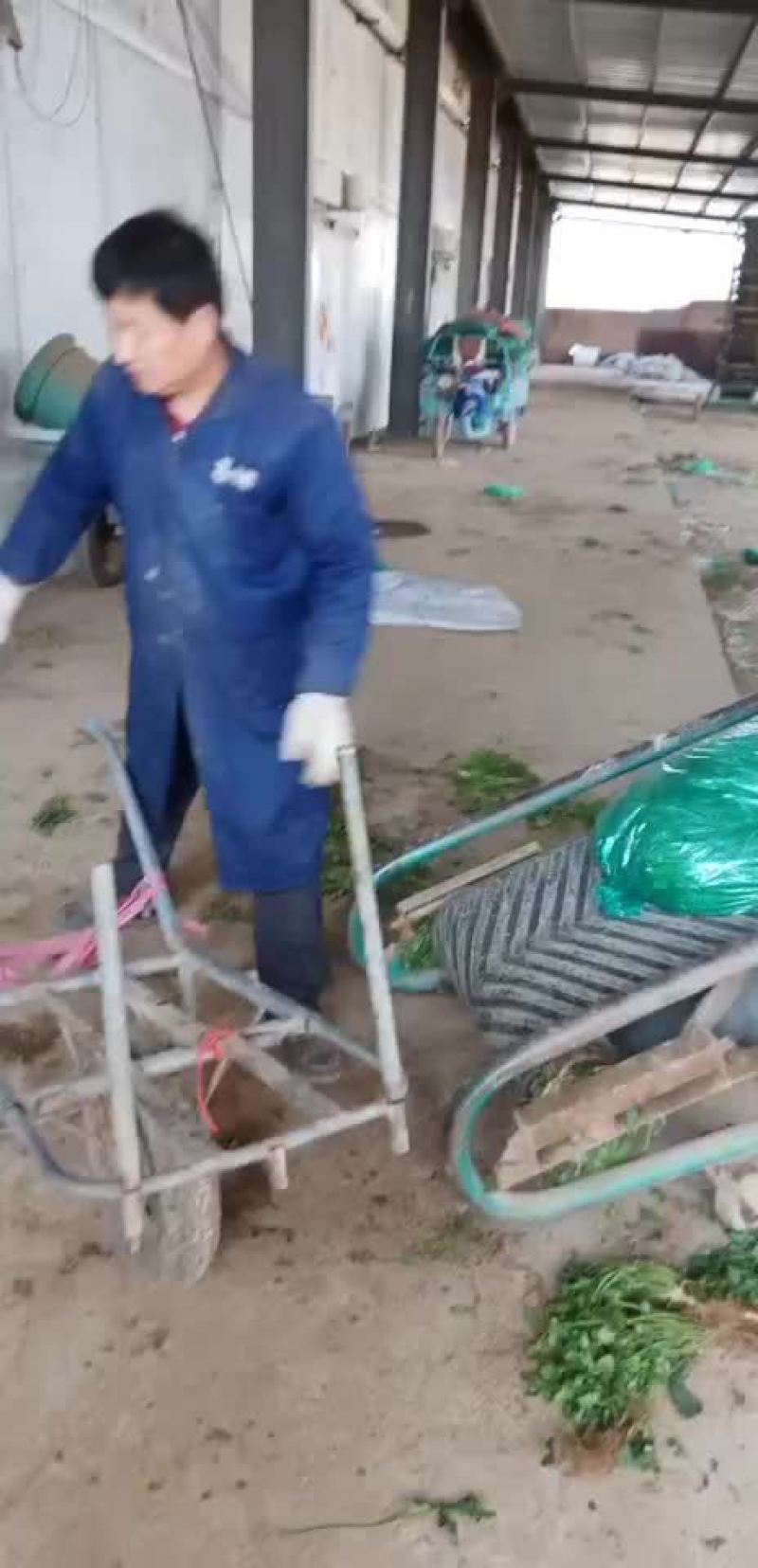 大量出售脱水香菜，