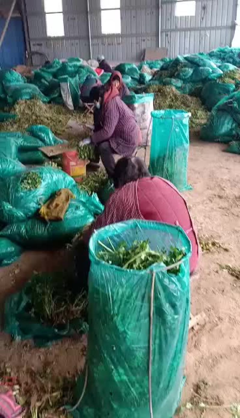 大量出售脱水香菜，