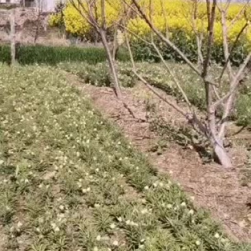 大量浙贝母！可以代收！代加工！有需要贝母的老板联系我！