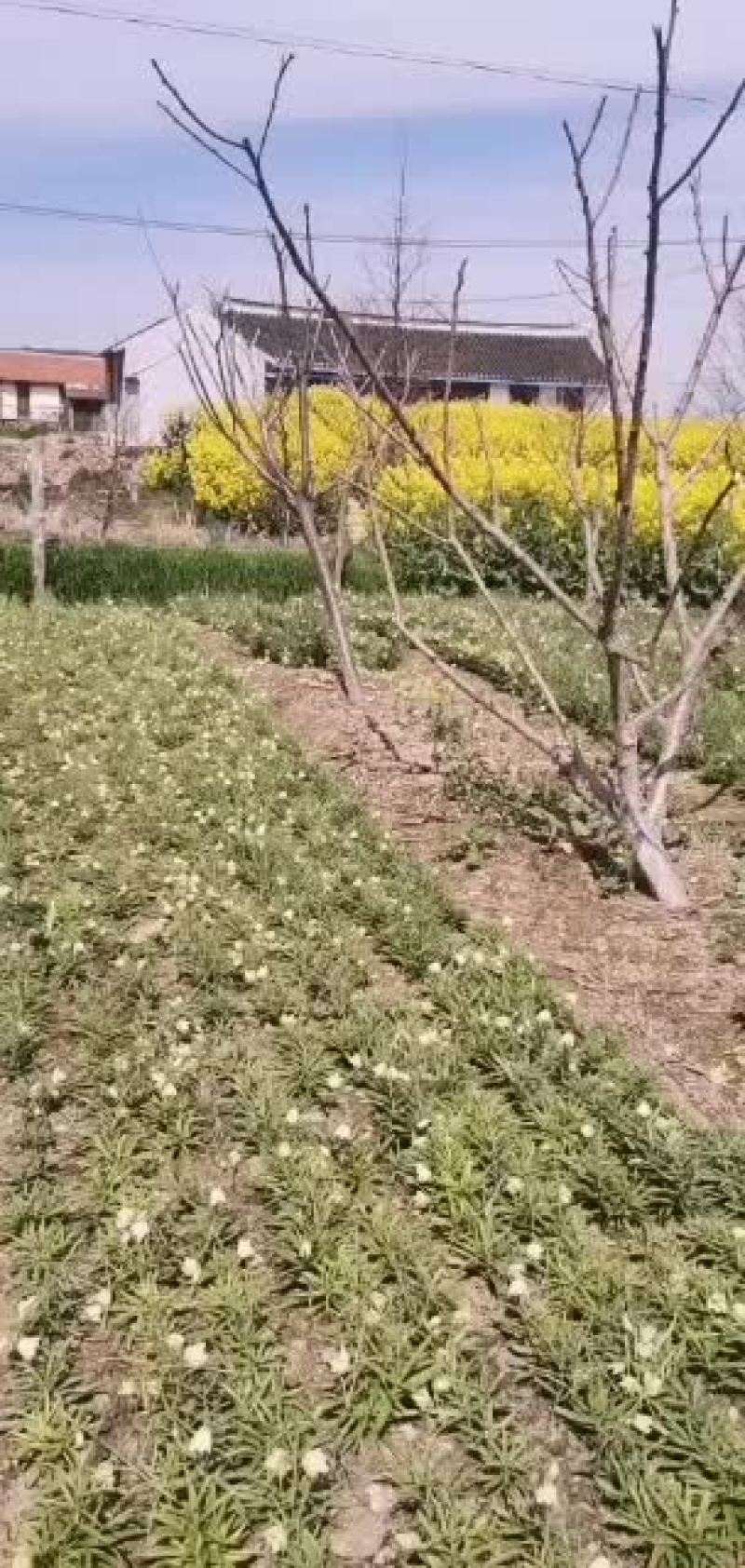 大量浙贝母！可以代收！代加工！有需要贝母的老板联系我！