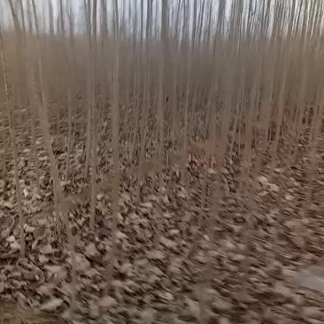 杨树条