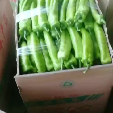 大棚青椒实力老板看过来