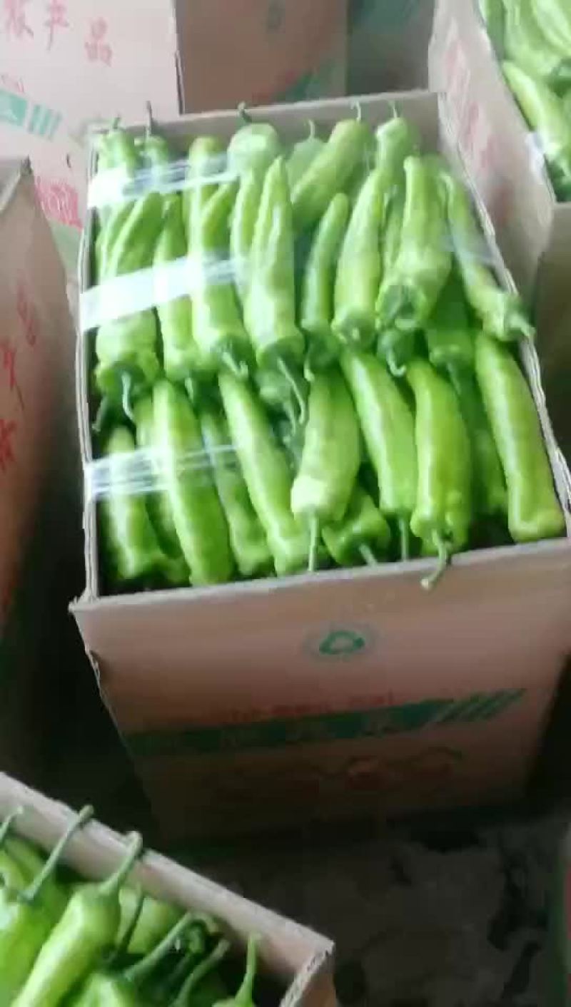 大棚青椒实力老板看过来