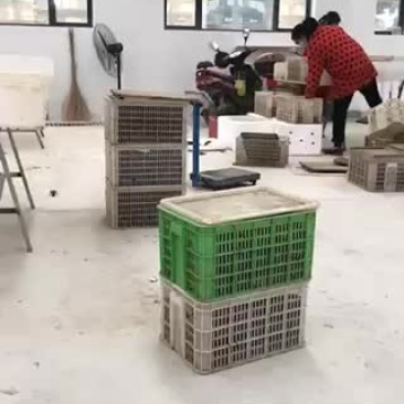水产龙虾
