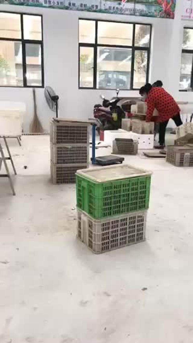 水产龙虾