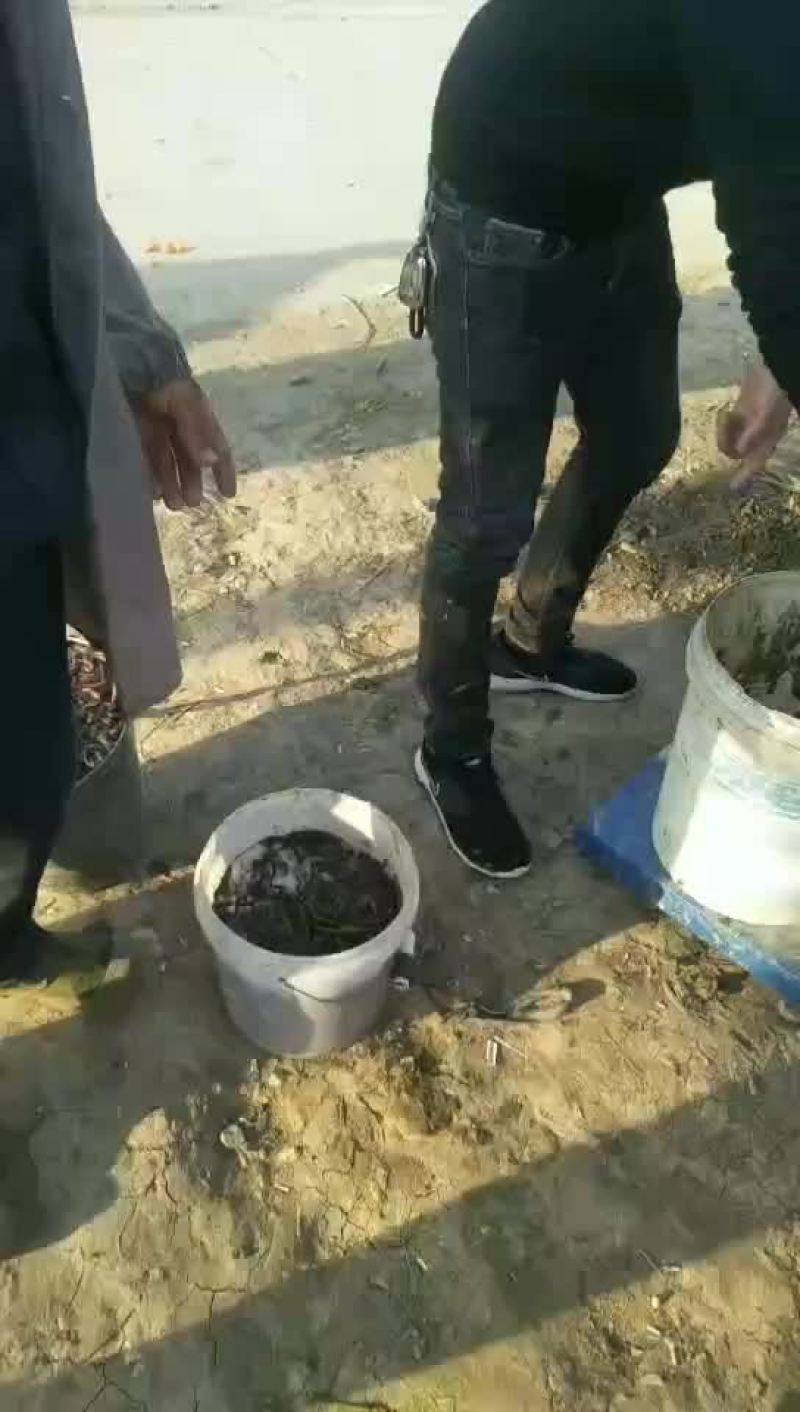 地龙