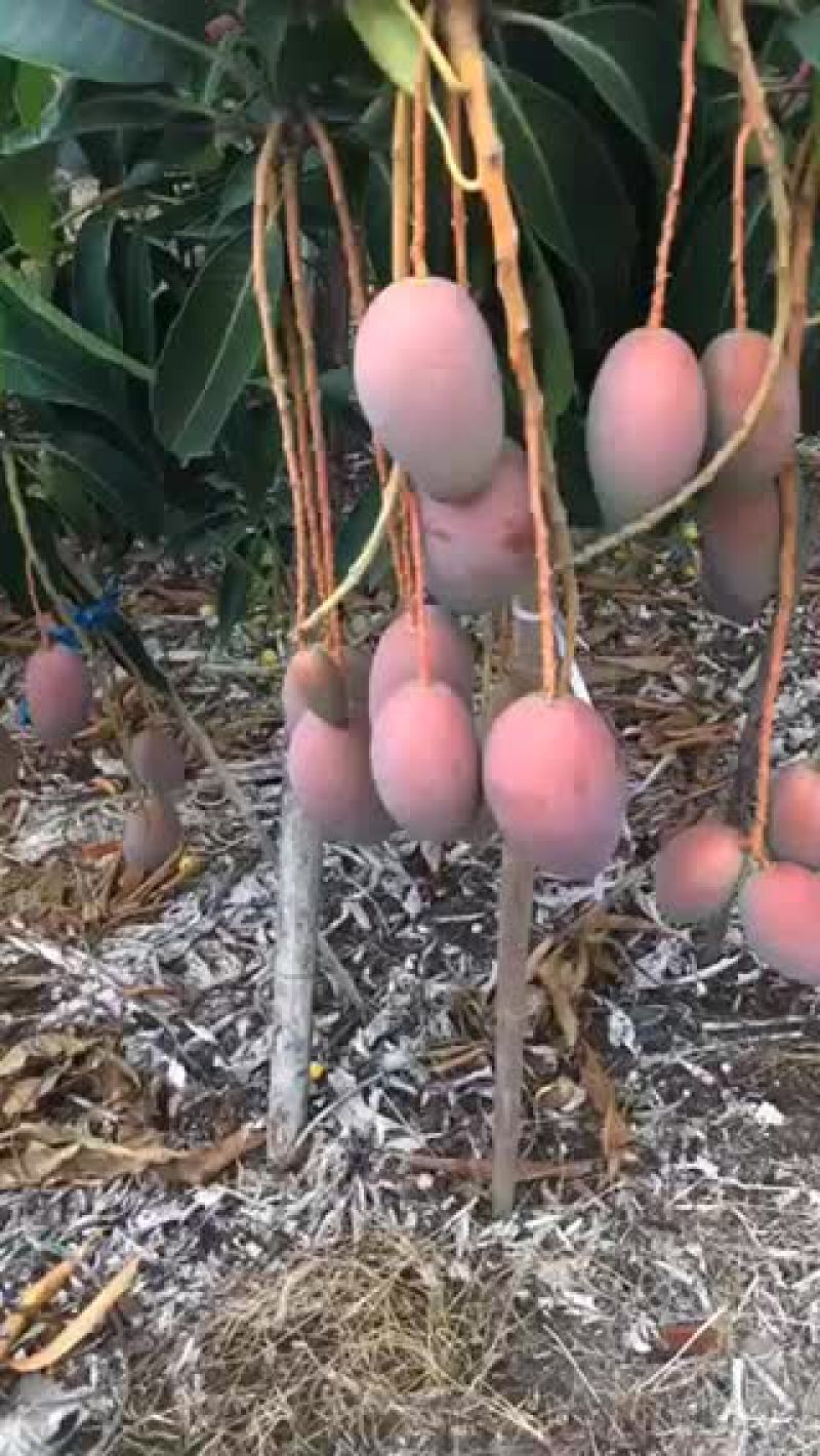 海南芒果