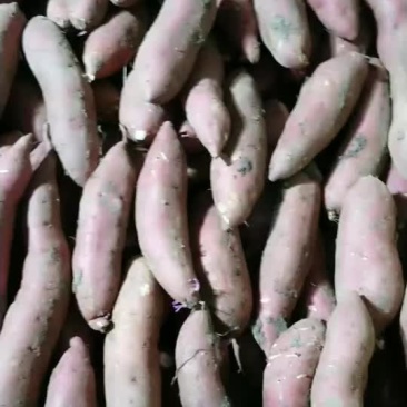 精品地瓜