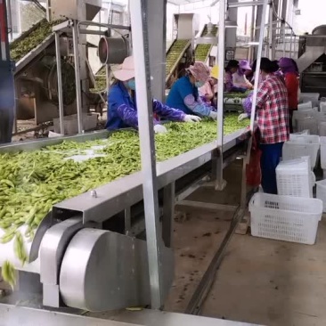 海南64毛豆大量供应，有需要的客户联系