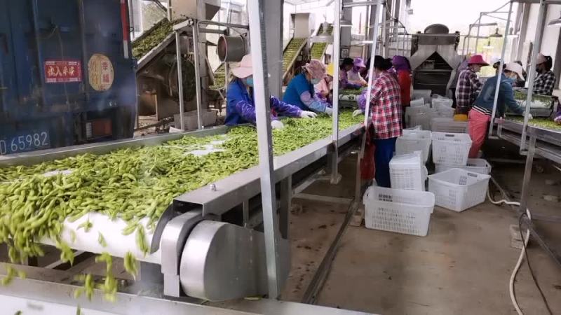 海南64毛豆大量供应，有需要的客户联系