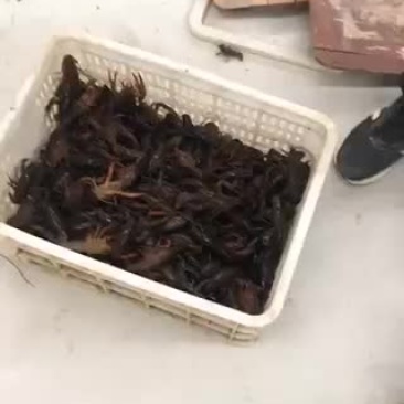 龙虾