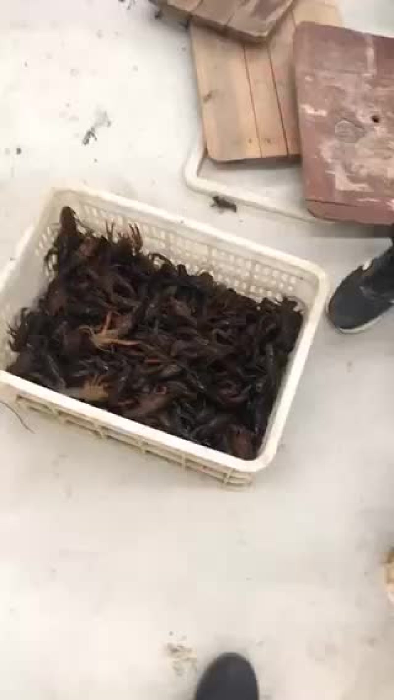 龙虾