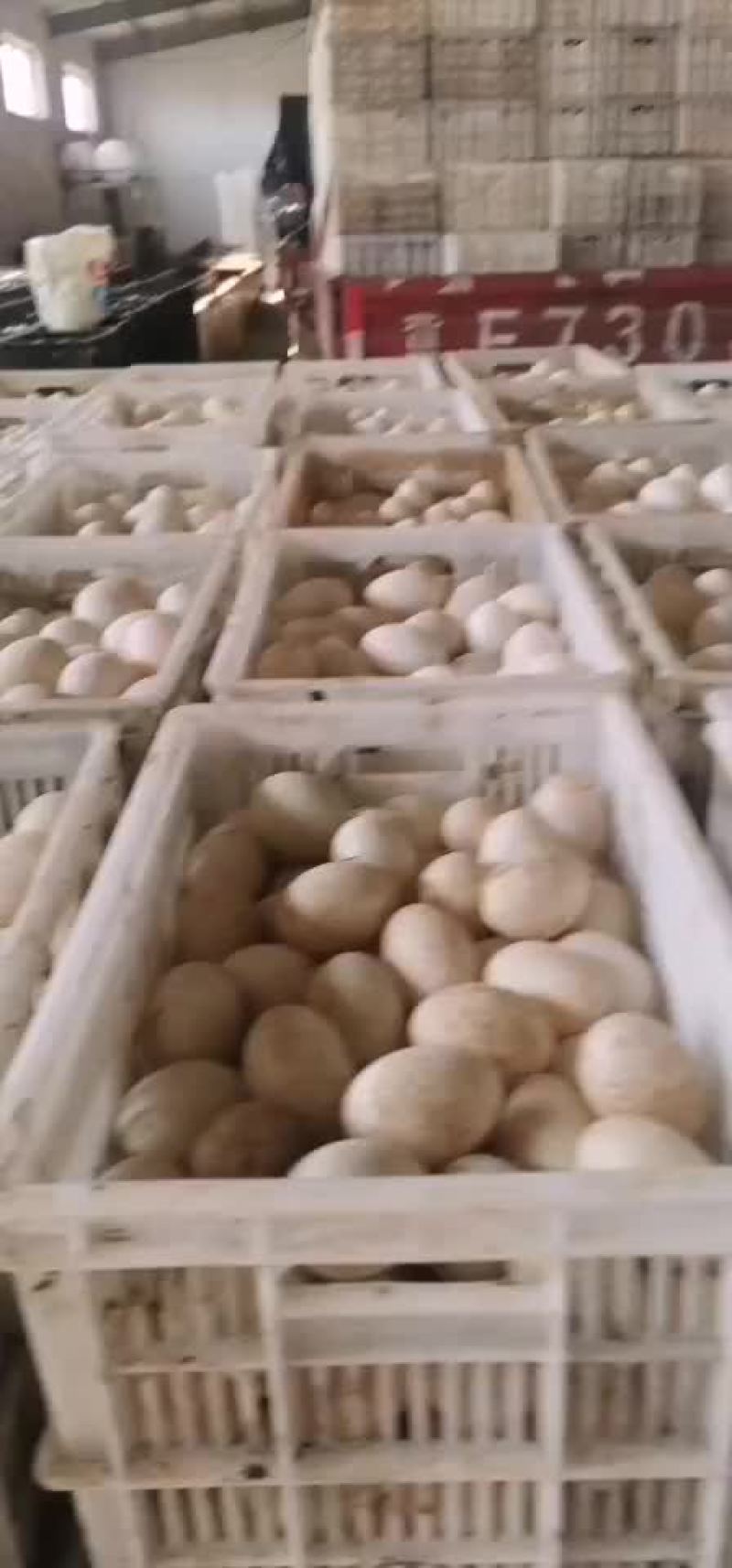 鸭蛋，大白皮鸭蛋，小白皮，
