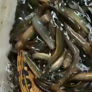 泥鳅