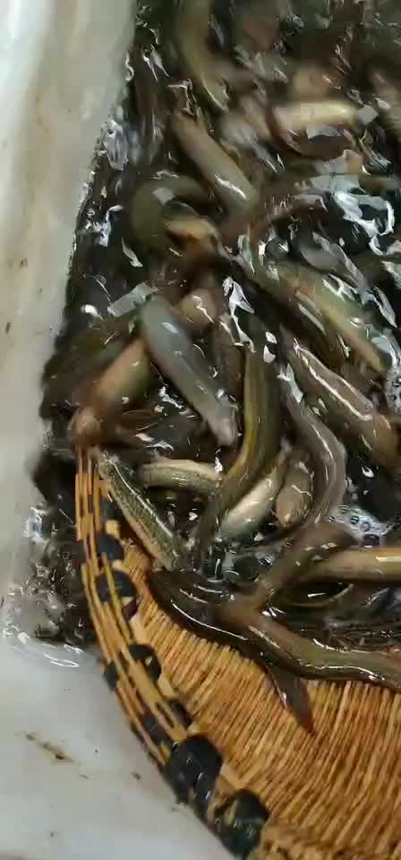 泥鳅