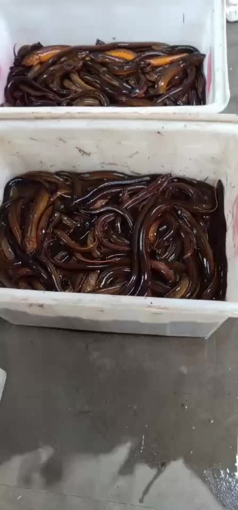 泥鳅