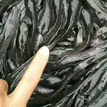 大量有货埃及塘角鱼苗，30-150规格