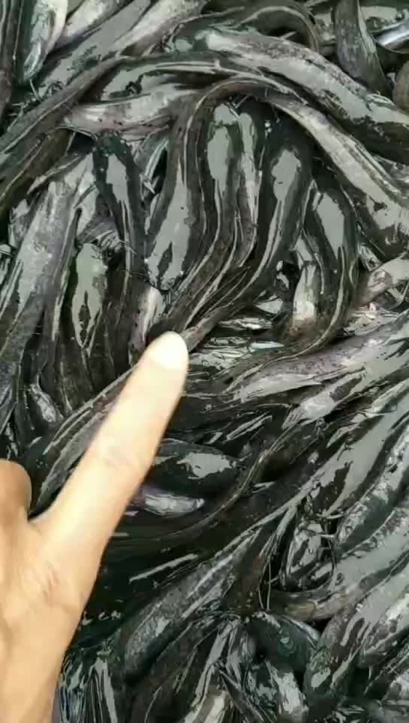 大量有货埃及塘角鱼苗，30-150规格