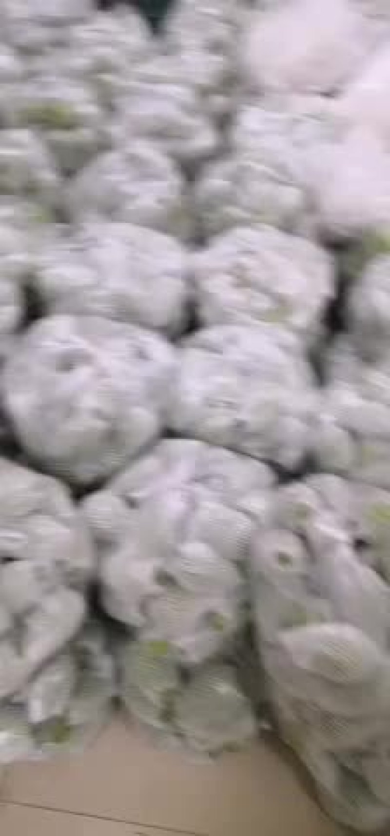 佛手瓜一手货源基地直供需要联系。。。