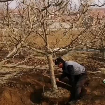 10公分山楂树