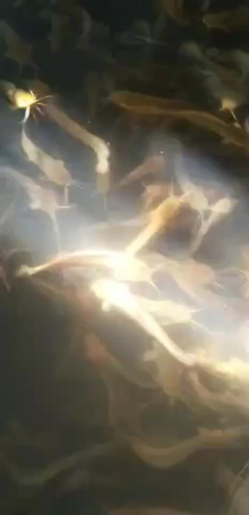 食用塘角鱼