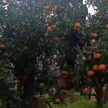 晚芦