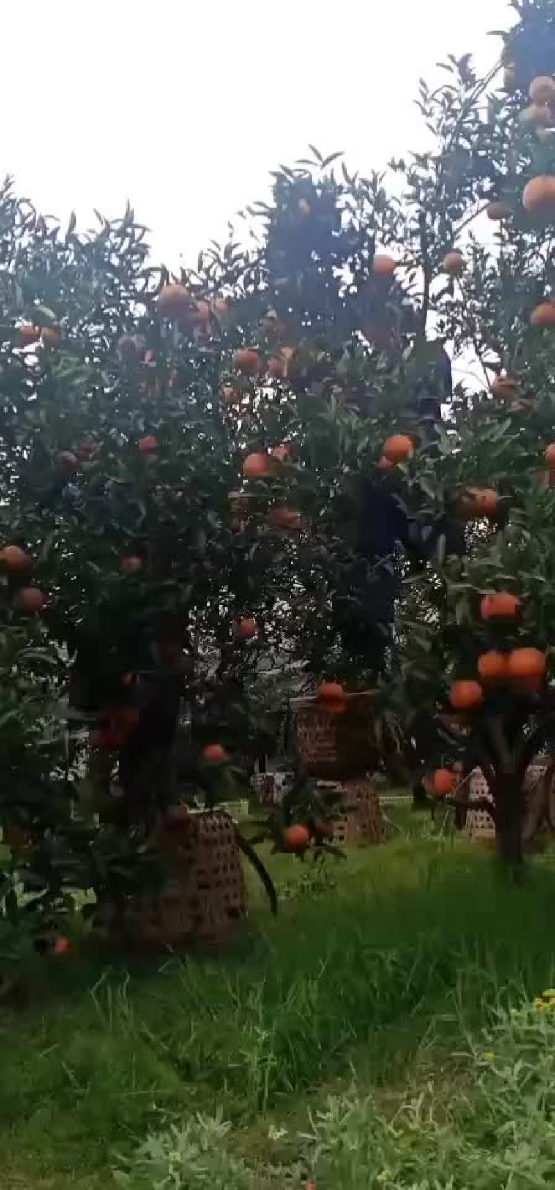 晚芦