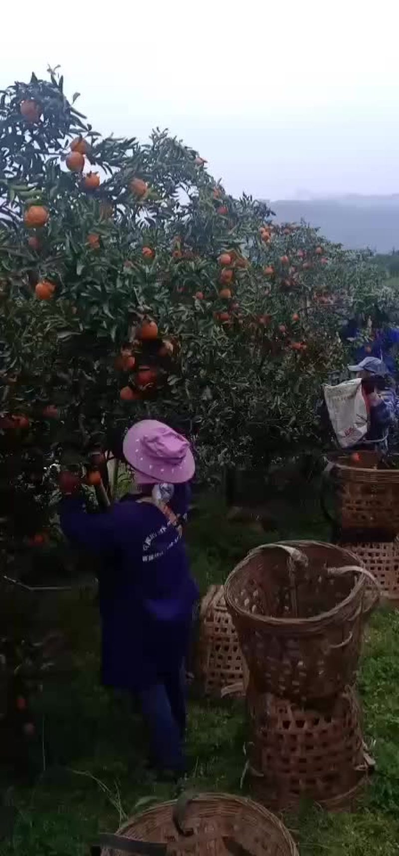 晚芦