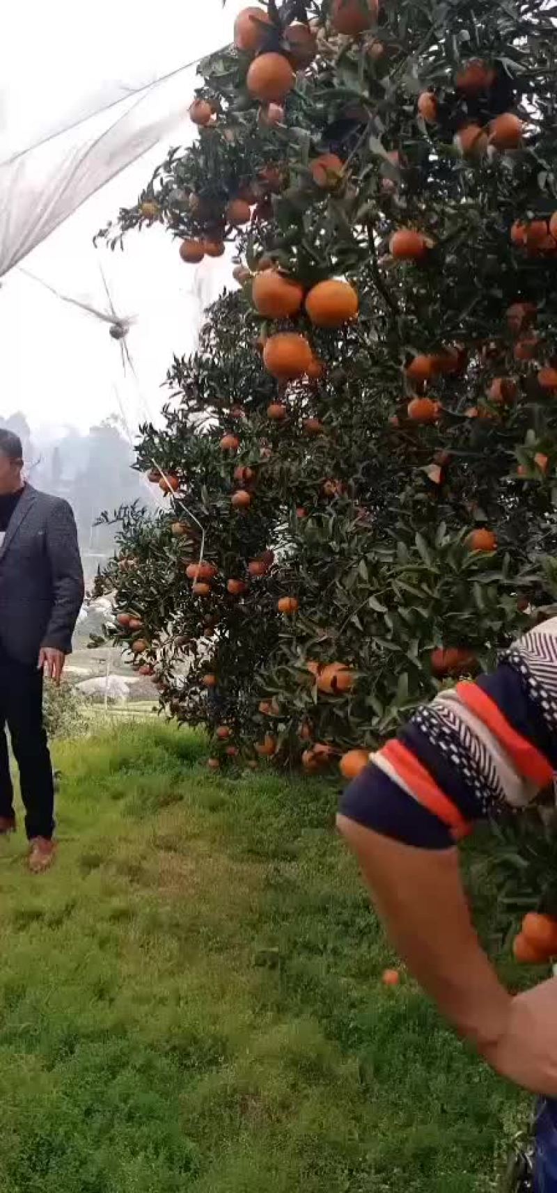晚芦
