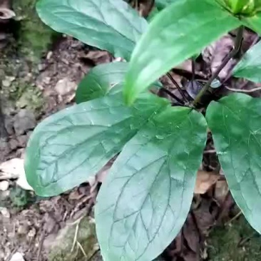野生重楼苗