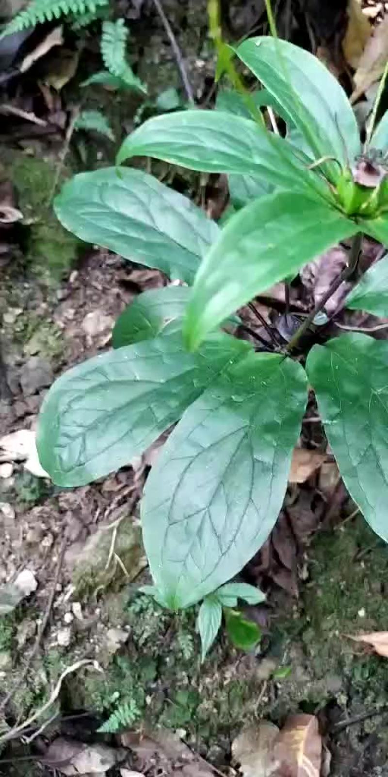 野生重楼苗