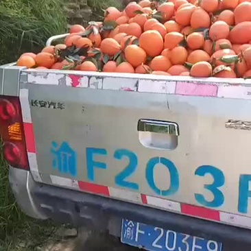 奉节脐橙