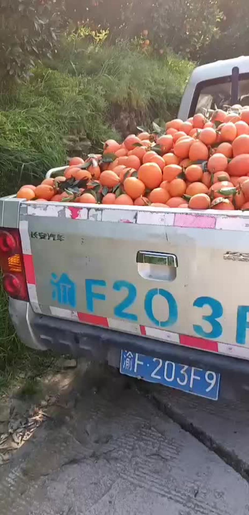 奉节脐橙
