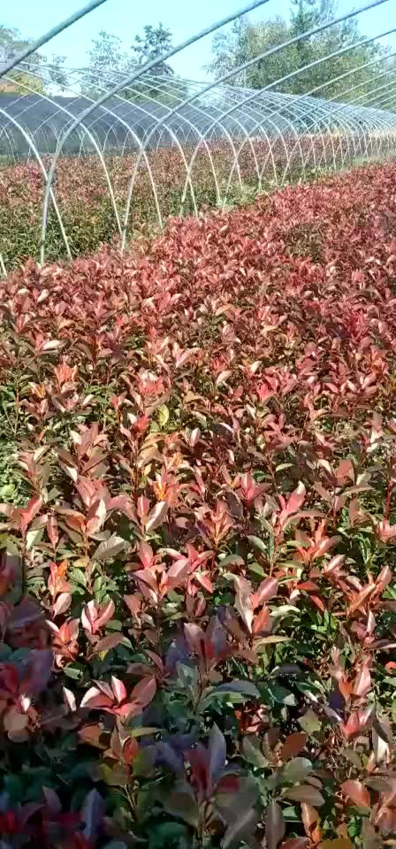 红叶石楠，红叶石楠杯苗，红叶石楠大杯，大杯石楠，小杯石楠