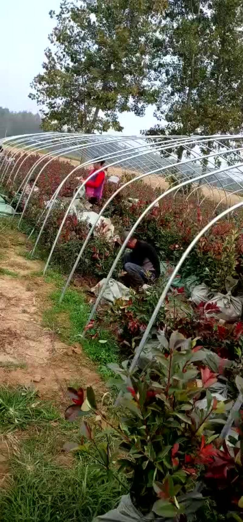 红叶石楠，红叶石楠杯苗，红叶石楠大杯，大杯石楠，小杯石楠