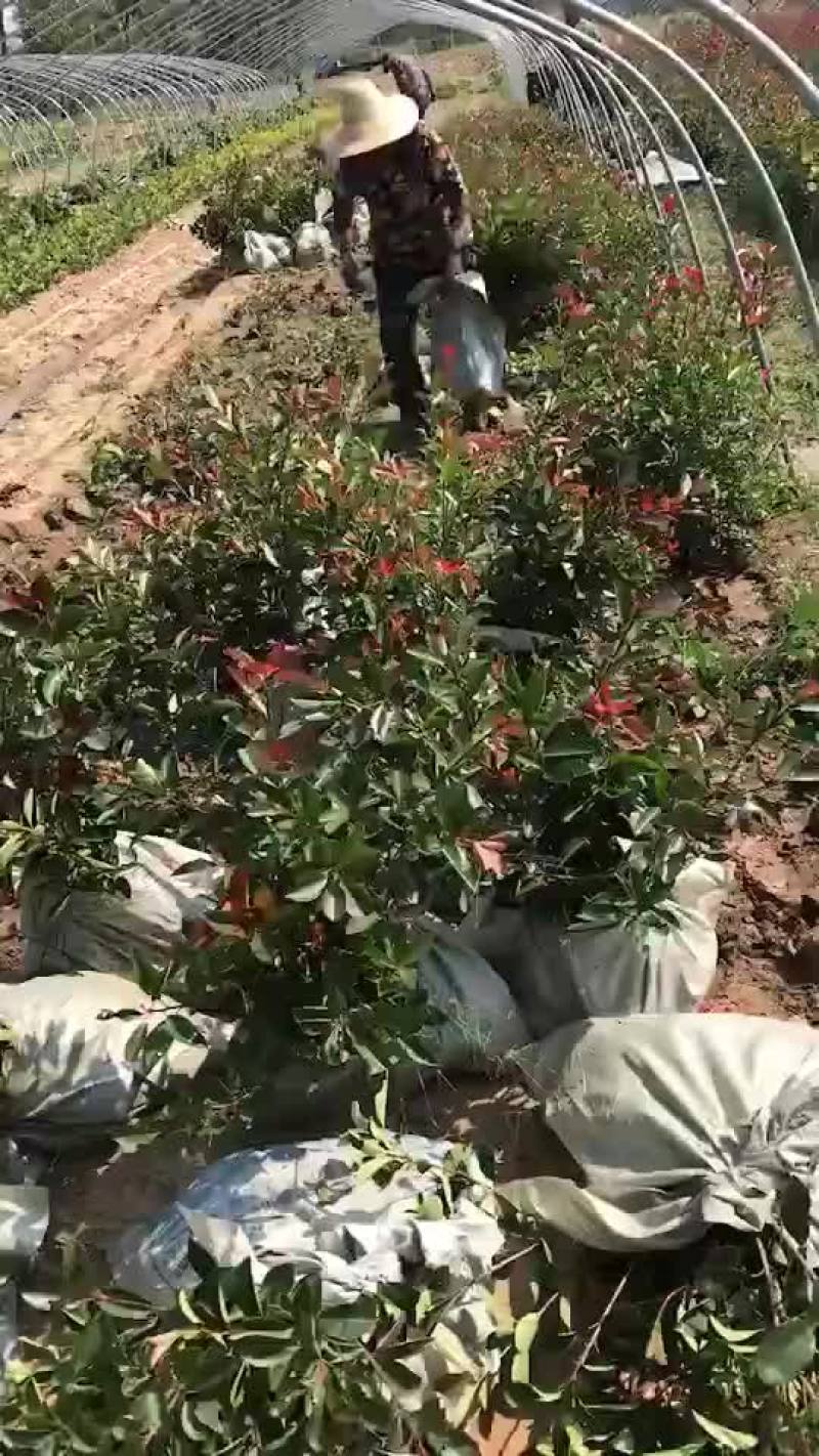 红叶石楠，红叶石楠杯苗，红叶石楠大杯，大杯石楠，小杯石楠