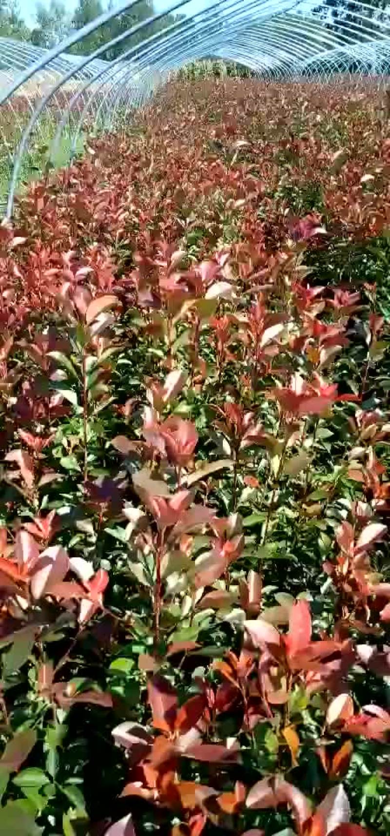 红叶石楠，红叶石楠杯苗，红叶石楠大杯，大杯石楠，小杯石楠