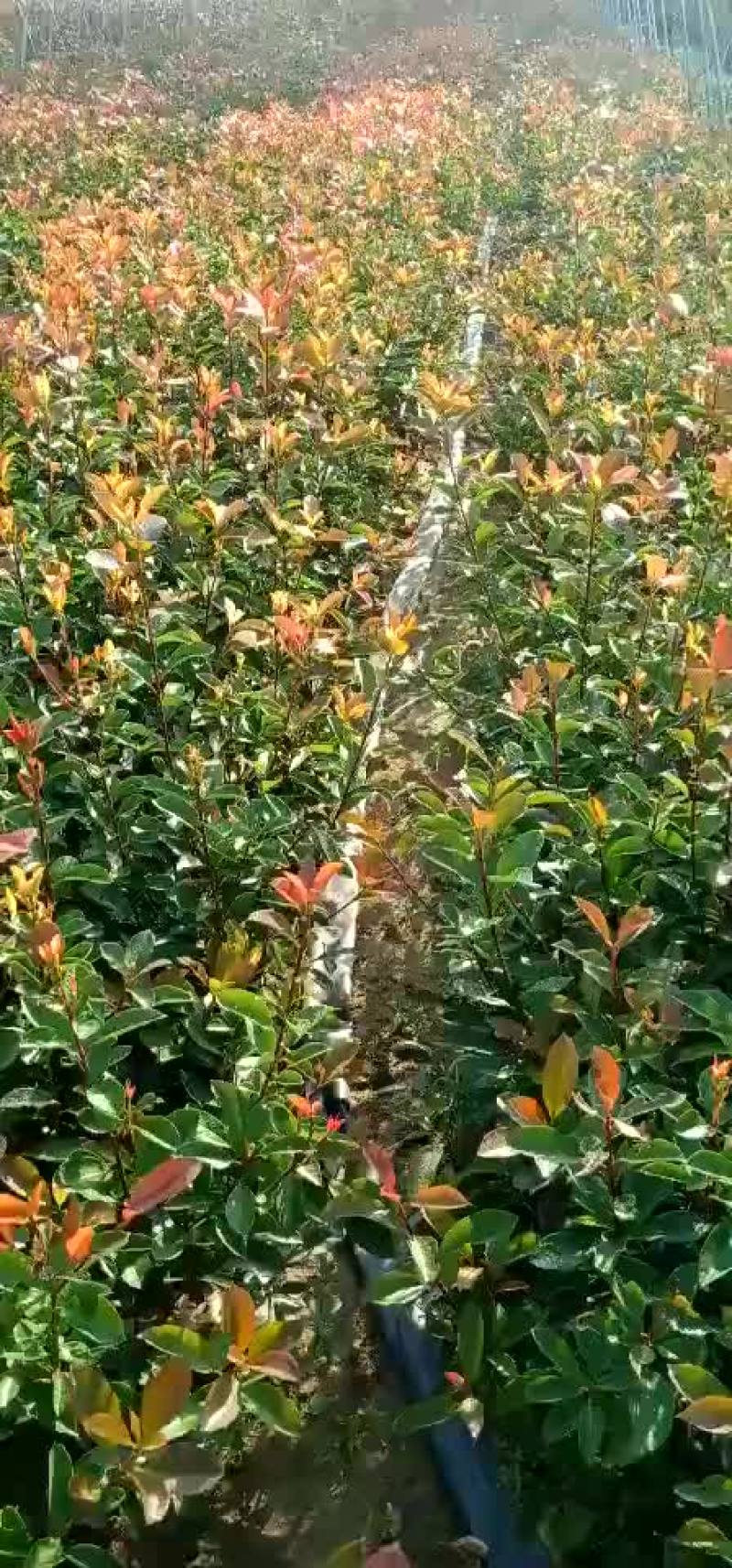 红叶石楠，红叶石楠杯苗，红叶石楠大杯，大杯石楠，小杯石楠