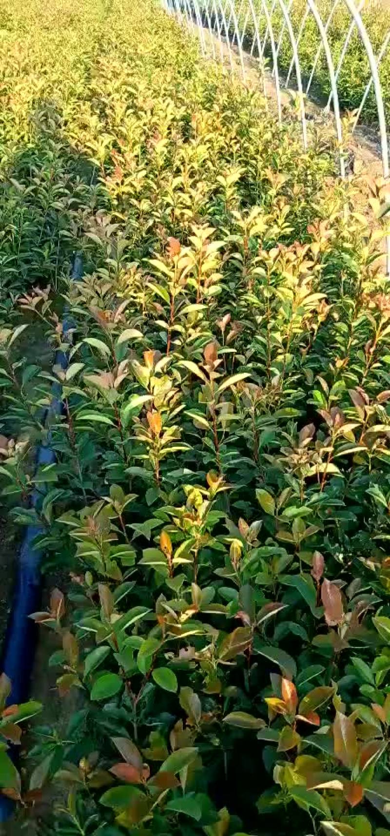 红叶石楠，红叶石楠杯苗，红叶石楠大杯，大杯石楠，小杯石楠