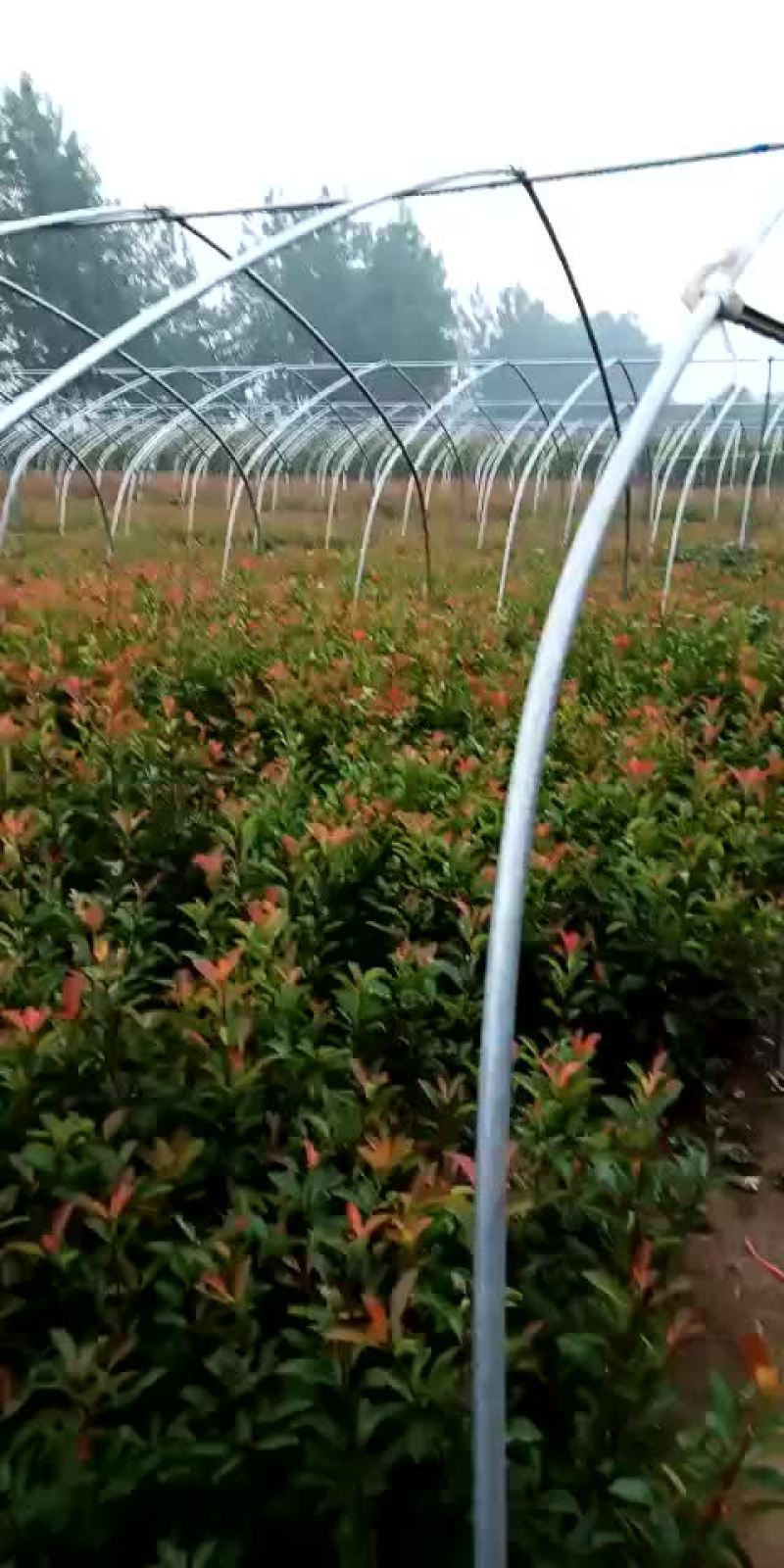 红叶石楠，红叶石楠杯苗，红叶石楠大杯，大杯石楠，小杯石楠
