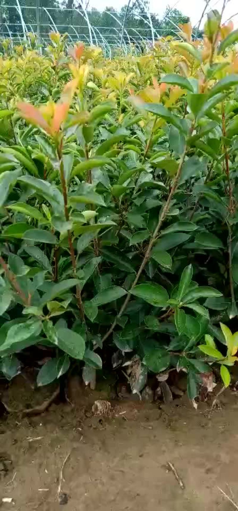 红叶石楠，红叶石楠杯苗，红叶石楠大杯，大杯石楠，小杯石楠