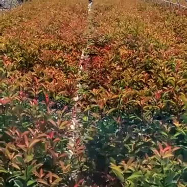 红叶石楠，红叶石楠杯苗，红叶石楠大杯，大杯石楠，小杯石楠