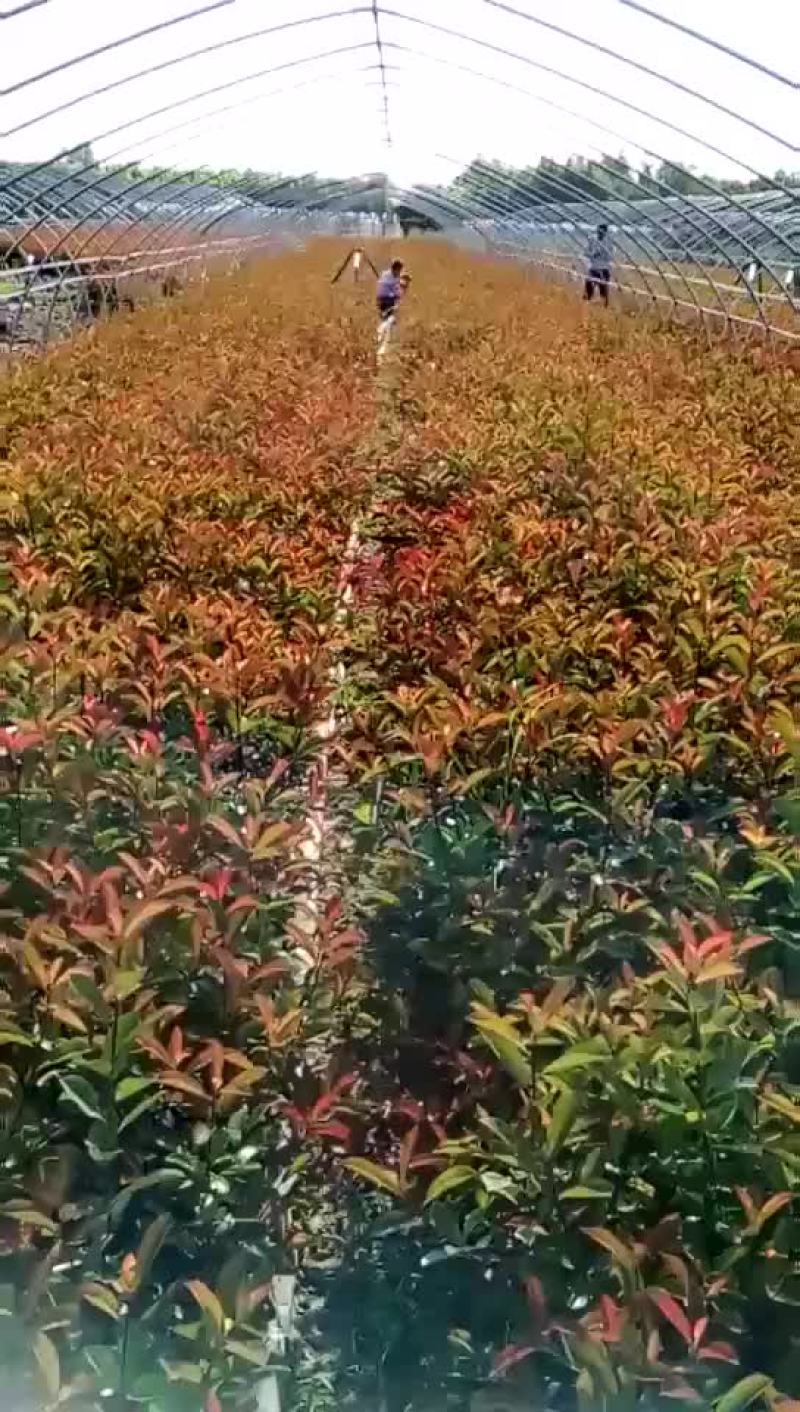 红叶石楠，红叶石楠杯苗，红叶石楠大杯，大杯石楠，小杯石楠