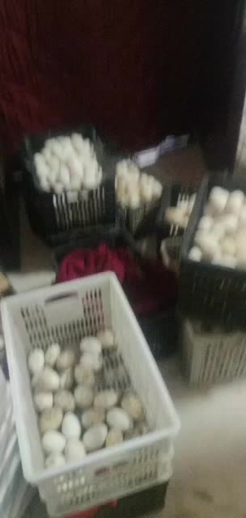 6枚农家散养新鲜土鹅蛋一件代发全国包邮育婴孕妇老年人辅食