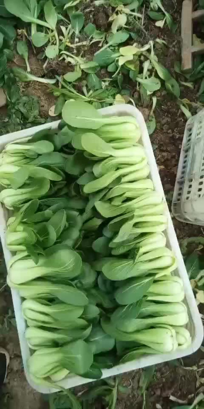 代收各种精品叶菜基地直供
