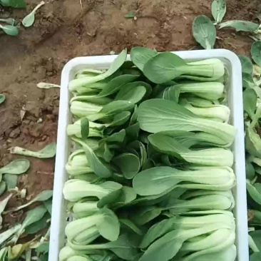 代收各种精品叶菜基地直供