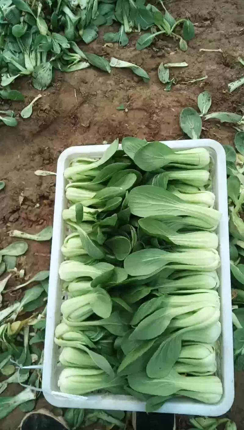 代收各种精品叶菜基地直供
