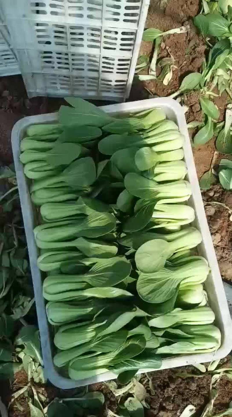 代收各种精品叶菜基地直供