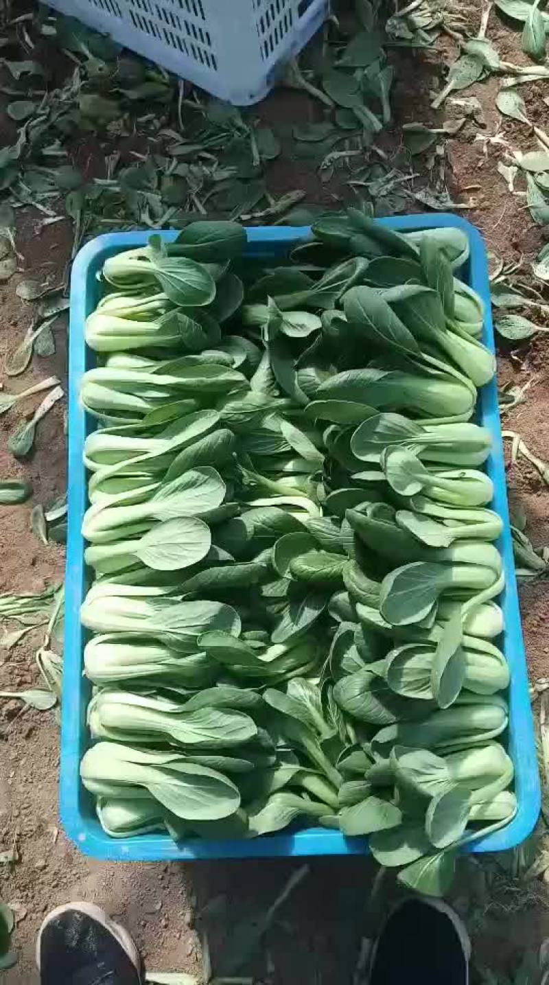 代收各种精品叶菜基地直供